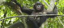chimps nyungwe forest rwanda